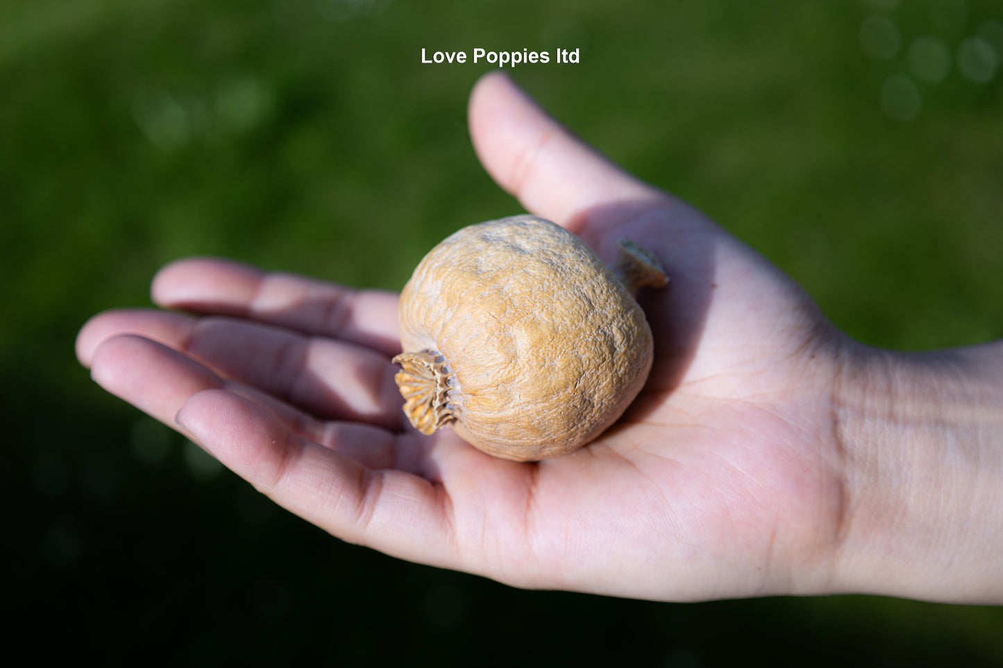 Austrian Poppy Heads weight approx (2kg) seedless