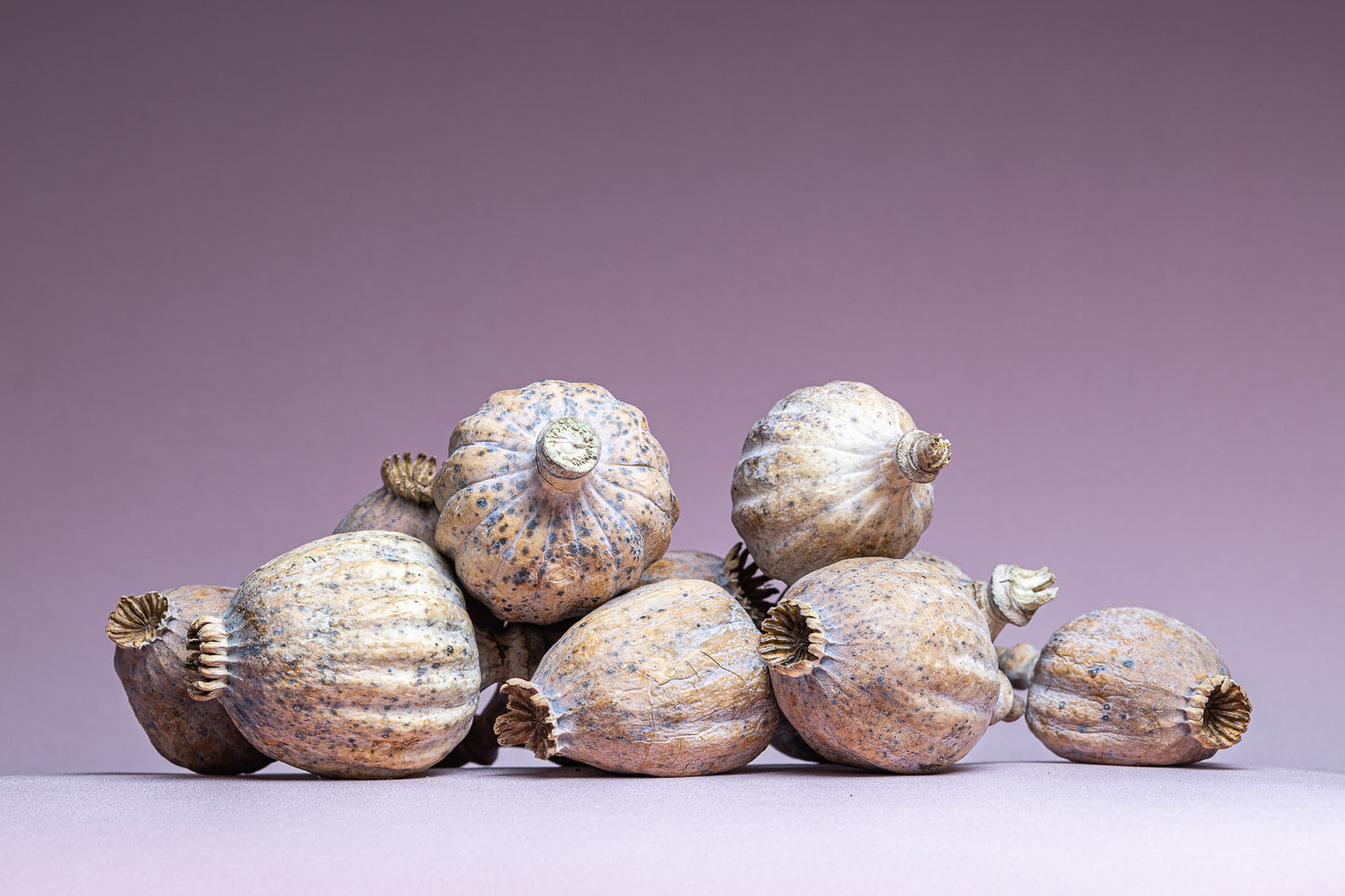 British Dried Poppy Pods weight approx (1.5kg)