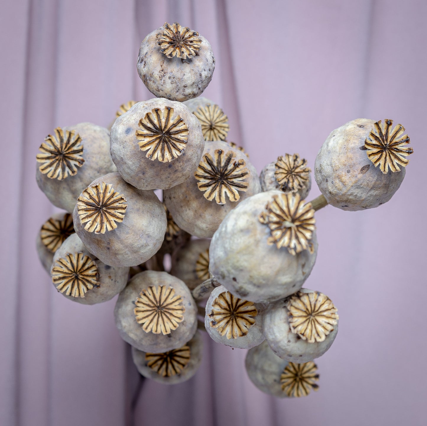 Dried Poppy Heads - Natural Bunch, 60CM