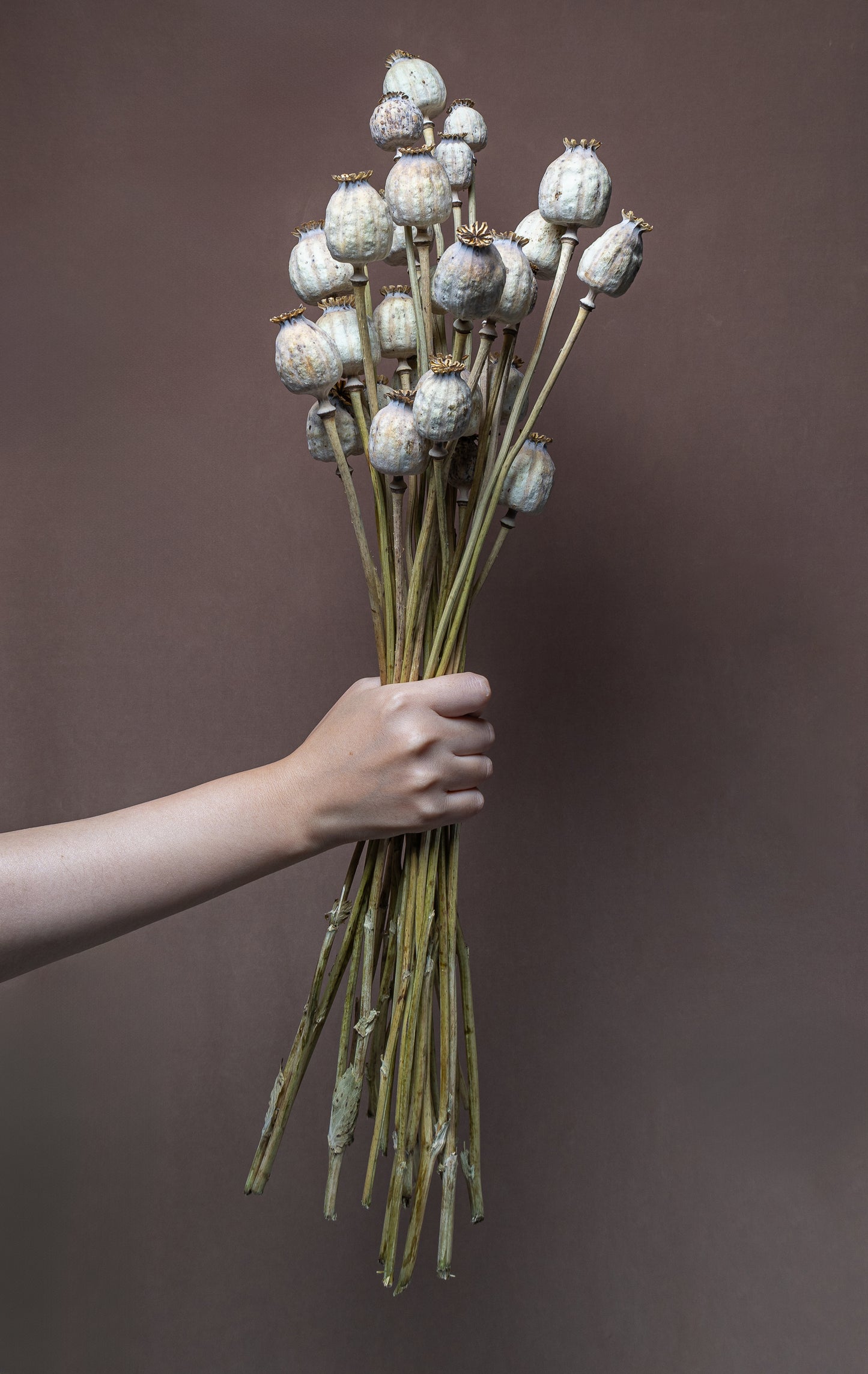 Dried Poppy Heads - Natural Bunch, 60CM