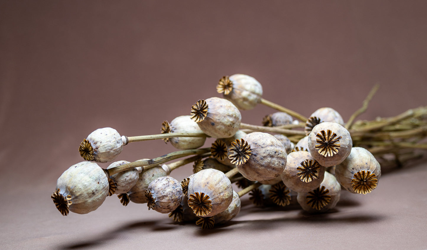 Dried Poppy Heads - Natural Bunch, 60CM