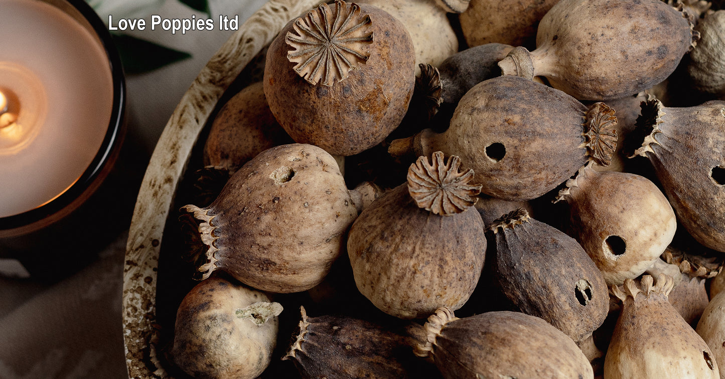 British Heritage Poppy Pods – Expertly Grown in Hungary (1kg Seedless)