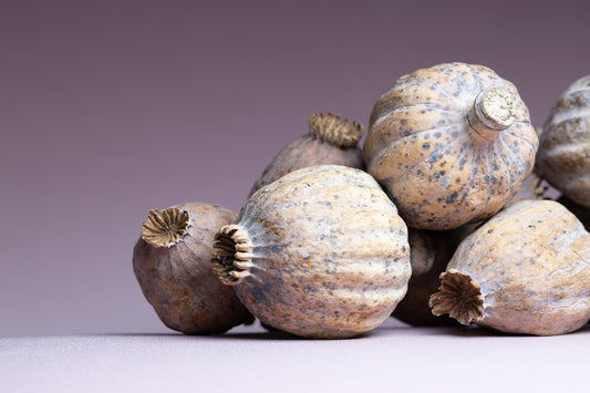 British Dried Poppy Pods weight approx (1.5kg)