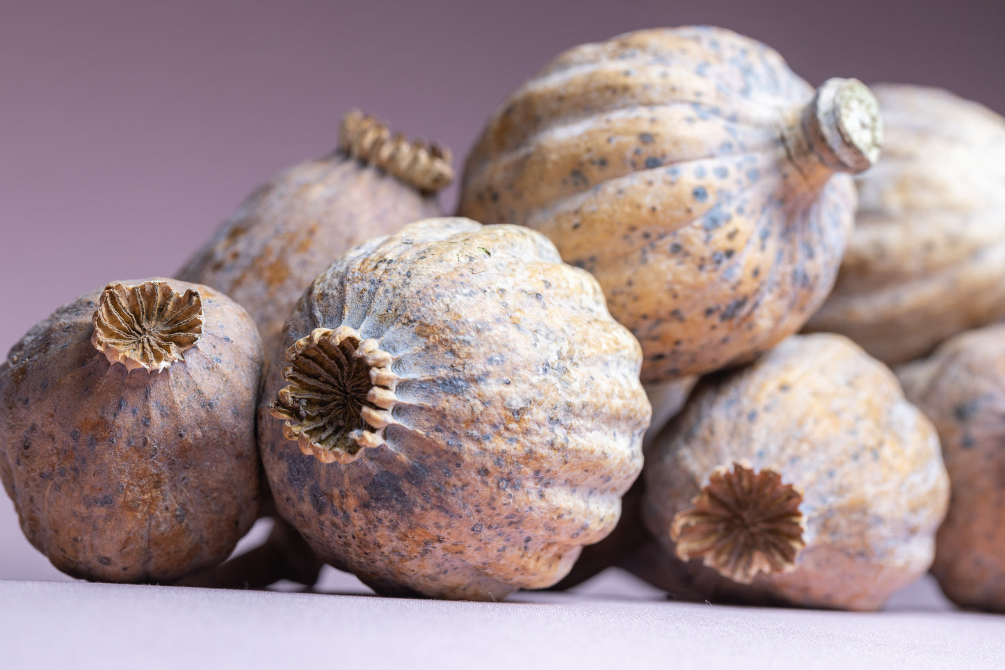 British Dried Poppy Pods weight approx (1kg)