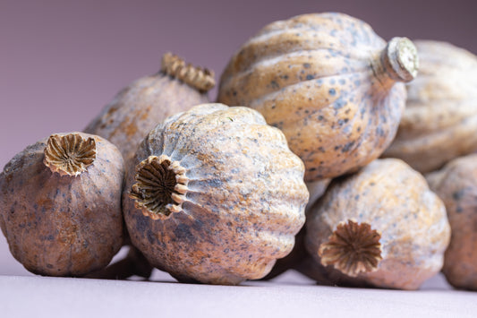 British Dried Poppy Pods weight approx (0.25kg)