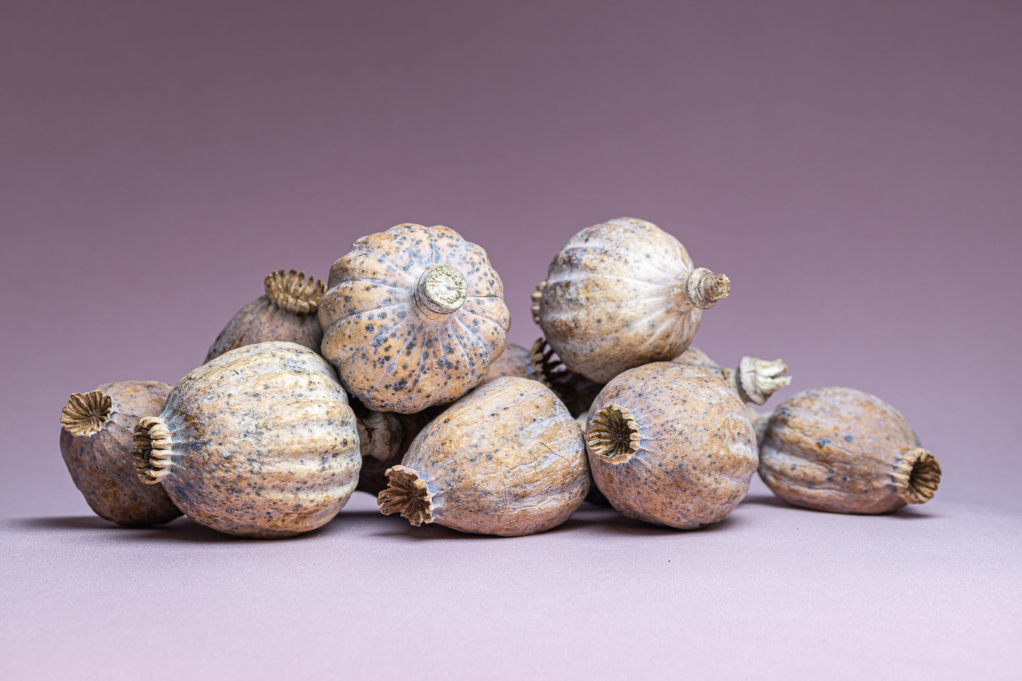 British Dried Poppy Pods weight approx (1.5kg)