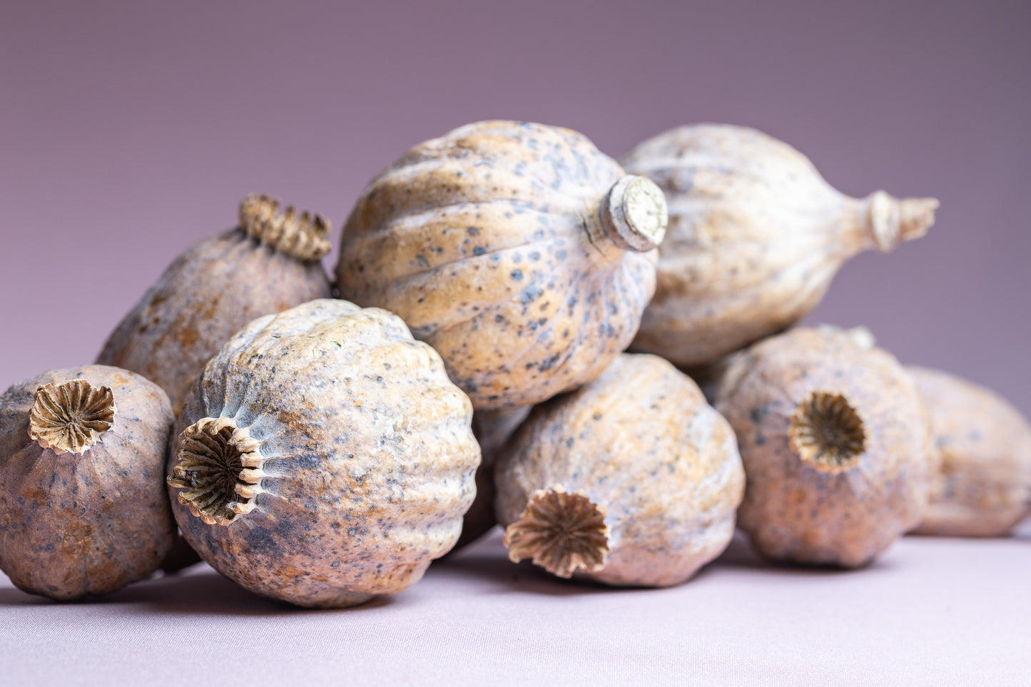 British Dried Poppy Pods weight approx (Half kg)